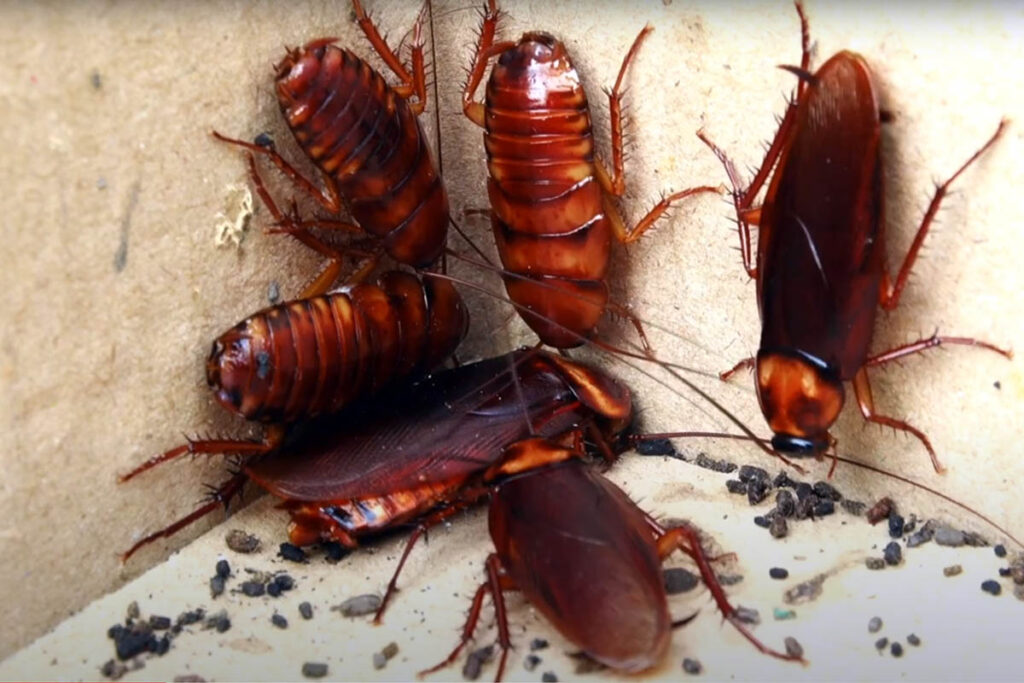 cockroach, one of the species