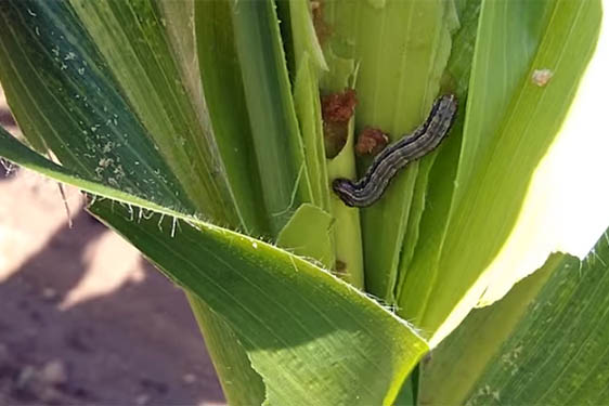 Gusanos cogolleros: Spodoptera frugiperda