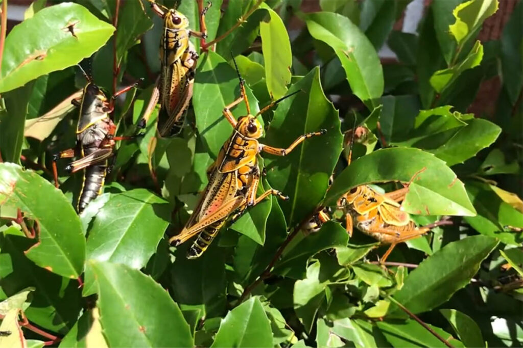 Locusts - Schistocerca cancellata