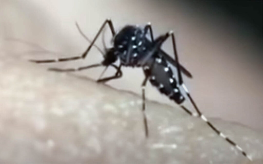 Mosquitos: Aedes aegypti