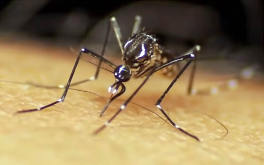 Mosquitoes -Aedes aegypti