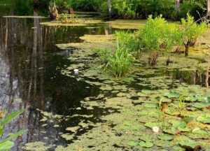 this small lake is on the way to form a swamp