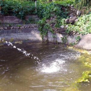 llenar el estanque con agua limpia.