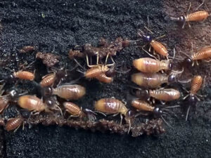 termites in natural environment