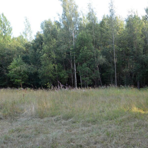 Preparing a forested land plot for a ranch or private resort