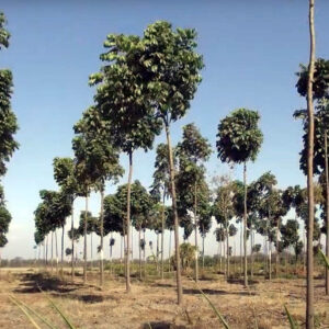 Plantar el árbol Swietenia macrophylla