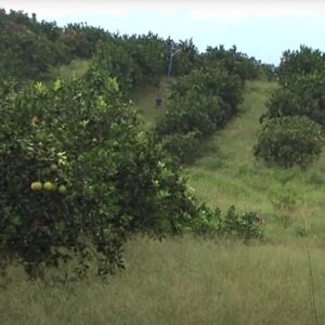 Citrus garden in Paraguay