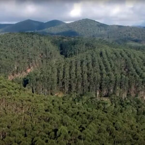 Bosque industrial de eucaliptos en Brasil