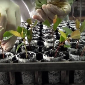 propagation of eucalyptus by cuttings