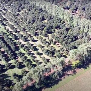 Macadamia garden with protective forest belts