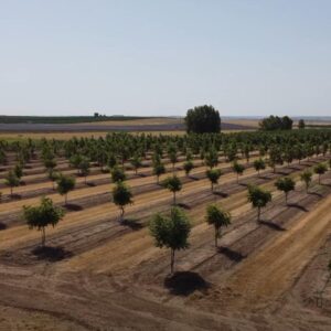 Young pecan garden