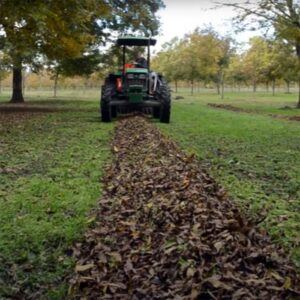 Picking pecans in the garden