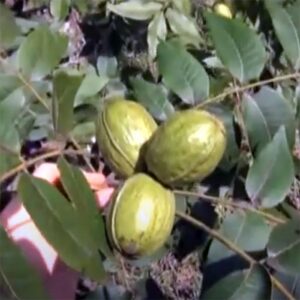 industrial pecan orchards