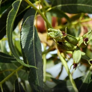 Pecan Paraguay garden