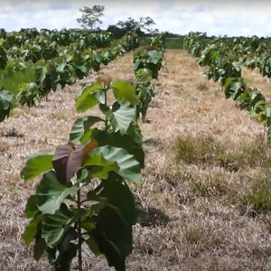 Árboles jóvenes de teca