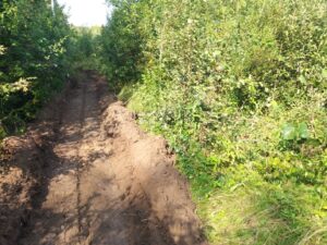 fire-fighting mineralized strip along the forest border