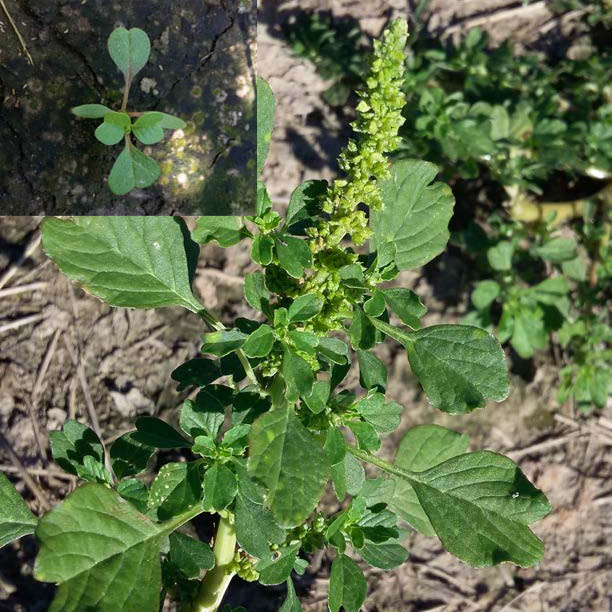 Amaranthus blitum L.- Ka’aruru, caruru.