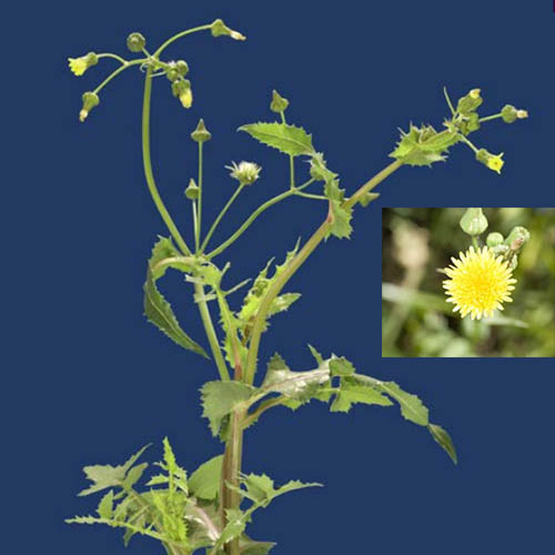 Sonchus oleraceus - Cerraja, cerraja blanca