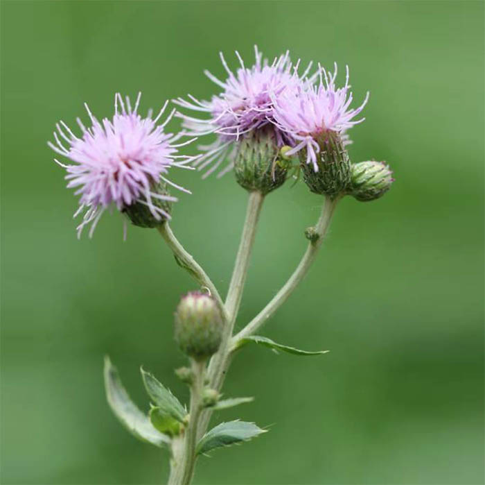 Cirsium arvense Бодяк полевой