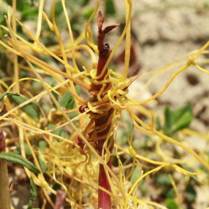 Cuscuta Повилика