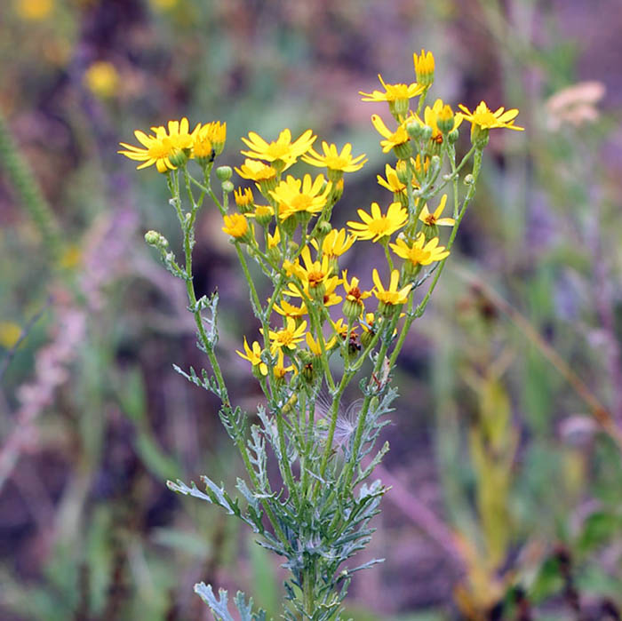 Крестовник Якоба Jacobaea vulgaris