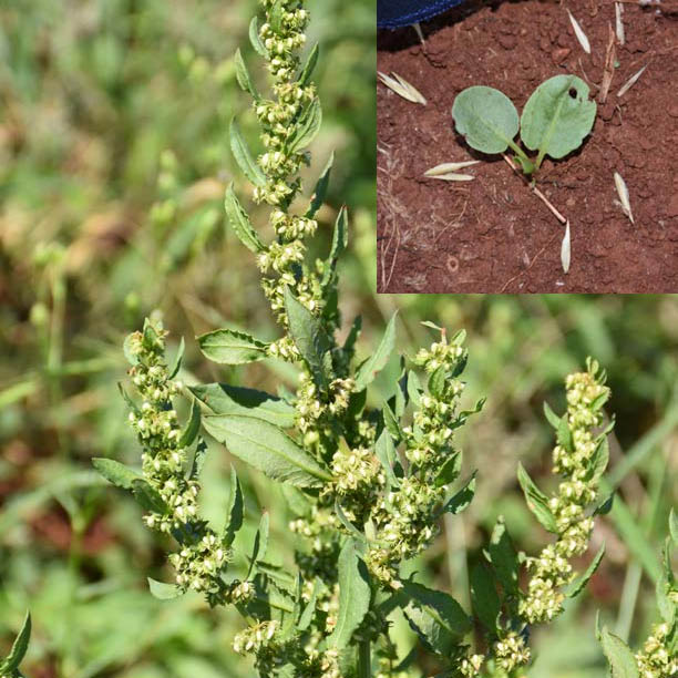 Rumex paraguayensis D. Parodi - Lengua de buey