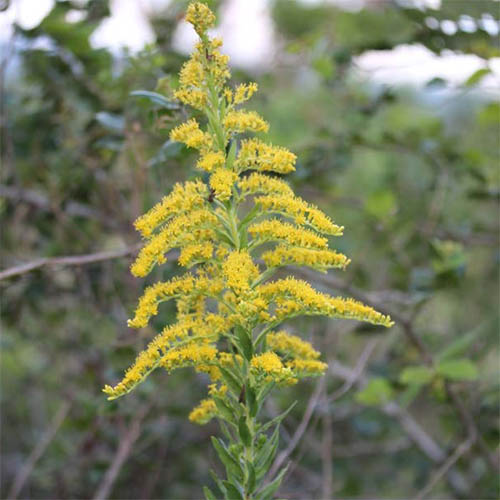 Solidago microglossa DC. - felel, punta de lanza, romerillo amarillo