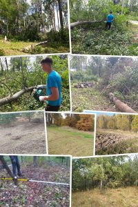 Limpiar una parcela de bienes raíces suburbanas para paisajismo, limpiar el bosque de troncos caídos y escombros de árboles