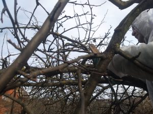 spring treatment of trees in the garden