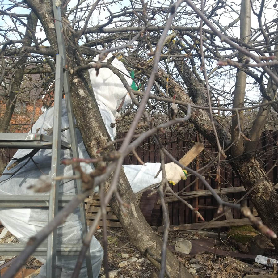 Desinfección de árboles y plantas del jardín. Desinfección del suelo