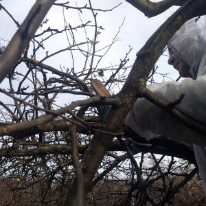 Обработка стволов и ветвей: очистка от мха и лишайника щеткой