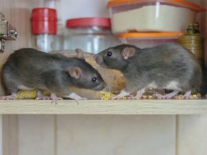 Rats in the house are a source of infection. If you notice their traces, it is better to carry out disinfection
