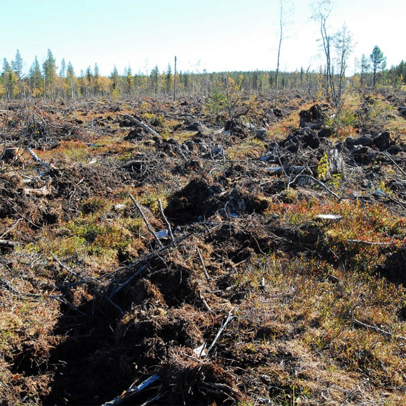 Land reclamation after logging