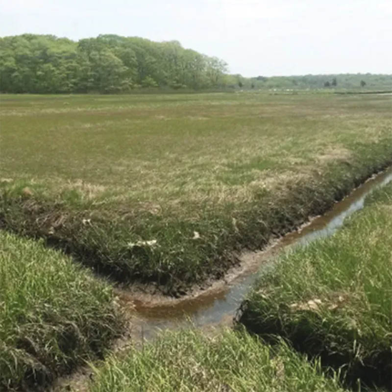 Draining wetlands to improve plant growth