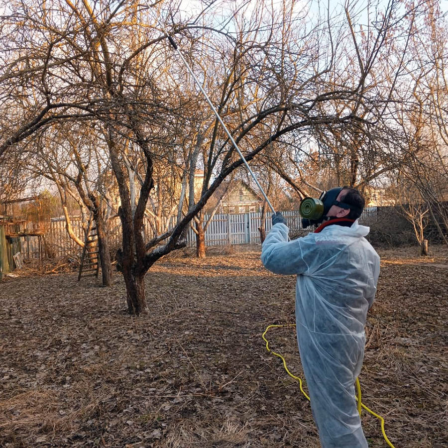 Cuidado de árboles en primavera, fumigación contra plagas y enfermedades fúngicas