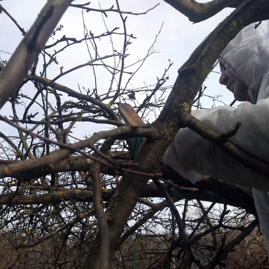 Cleaning old trees in the garden from moss and lichen