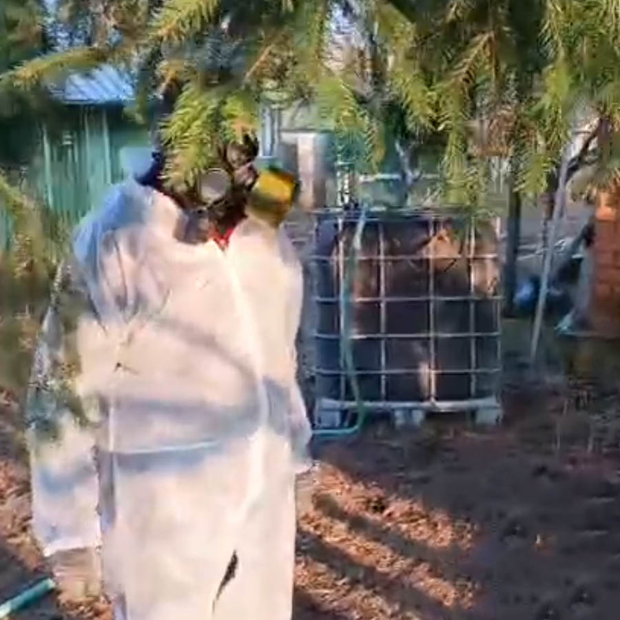 Spraying trees against fungal diseases and pests