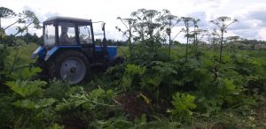 Erradicación de la Heracleum gigante