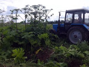 Destruction of giant hogweed by disking