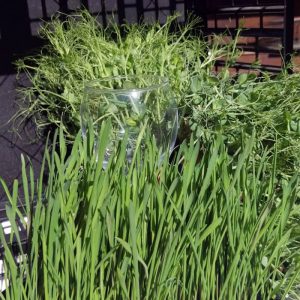 Brotes de guisantes e aveno