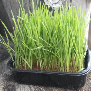 wheat sprouts