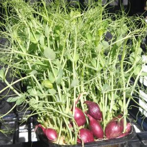 Brotes de guisantes verdes
