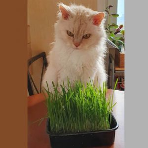 Brotes de avena para un gato