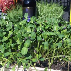 sunflower sprouts