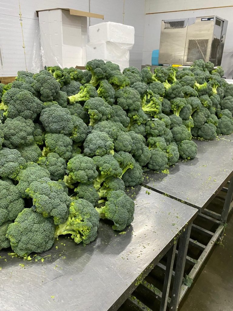 broccoli harvest