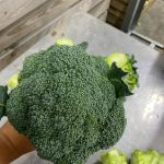 good harvest of broccoli