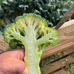 broccoli quality