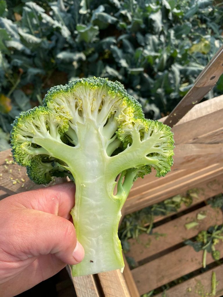 broccoli quality