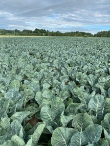 Una explotación agrícola intensiva requiere productos químicos: se aplican fertilizantes y pesticidas más de una docena de veces por cosecha.