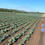 kohlrabi field